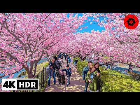 4K HDR Japan's Most Beautiful Cherry Blossoms - Feb/March
