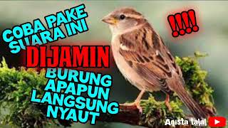 Download lagu Suara tembakan burung gereja|ampuh buat pancingan burung macet bunyi mp3
