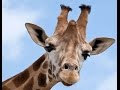 У жирафа пятна пятнышки везде текст песни У жирафов пятна, пятна, пятна ...