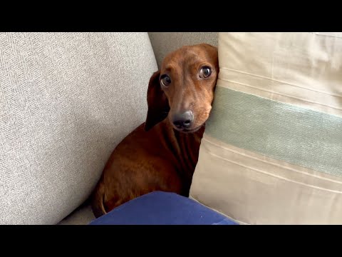 A very cute & stubborn sausage dog!