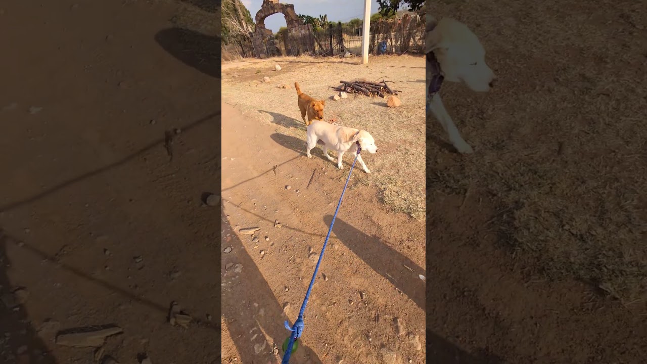 Angelita, a ADOPTABLE mixed breed in San Francisco, CA video 4/4