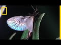 Earwig Wings are Origami-Like | National Geographic