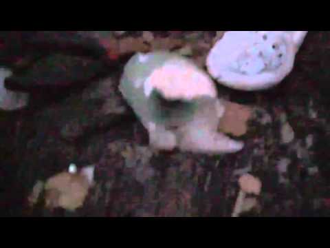 Grażyna x Na Gwałt Mafia - Najwyższa półka [2016]