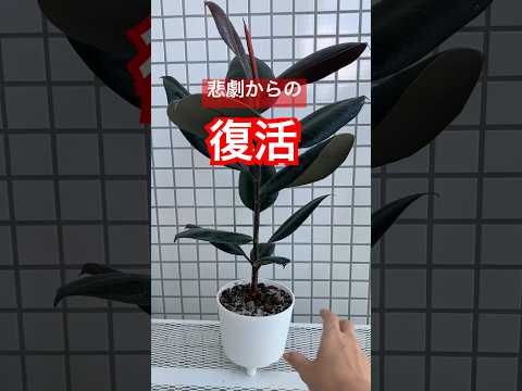 園芸 小葉のゴムの木