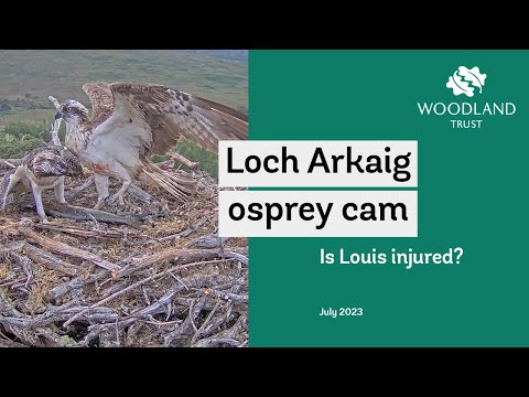 Is the resident male injured? - Loch Arkaig Osprey Cam Highlights