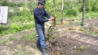 preview picture of video 'Работа на винограднике,Алтай, Сростки, часть №2'