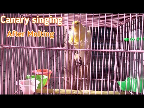 Yellow Frill Back Canary After Molting Start Singing |Canary|Jibran Fancy Birds