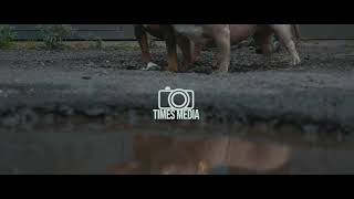 Bullybosskennelsuk promo part 1 video