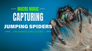 Macro Magic: Capturing Jumping Spiders on Dandelion Clocks | A macro photography tutorial