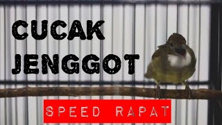Download lagu CUCAK JENGGOT SPEED RAPAT | MASTERAN CUCAK JENGGOT | PANCINGAN CUCAK JENGGOT | CUCAK JENGGOT BETINA mp3