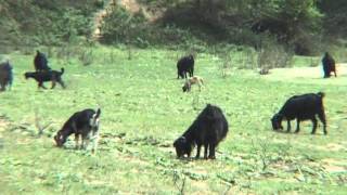 preview picture of video 'Kühe und Ziegen beim Grasen bei ANtalya'