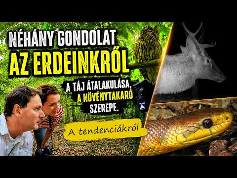 A vegetáció szerepe