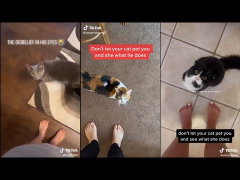 Don't let your cat pet you and see what they does | TikTok