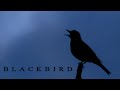 BLACKBIRD singing in the end of night, the most beautifull bird sounds