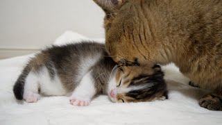 Kitten Nico is very clean because he has been carefully licked by his mother!