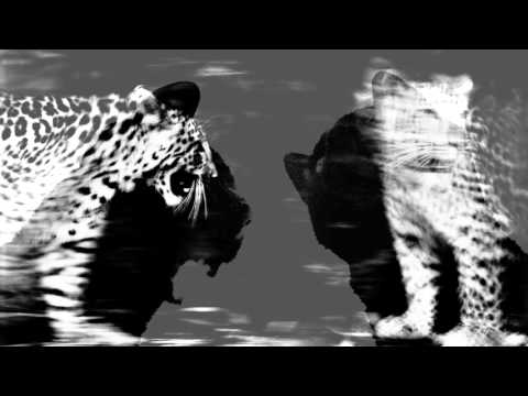 Jean-Louis Murat - Le Cafard [Teaser]