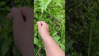 Download lagu Berburu pakis  #sayur #pakis #bahagia #alamindonesia #fyp mp3