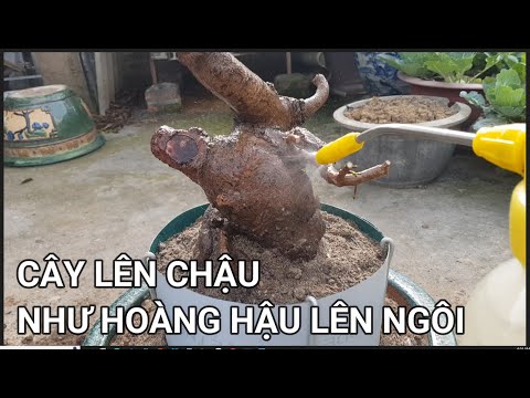 🔴 QBS23381 - SANG CHẬU CHO CÂY MAI CHẤT TRỒNG BẰNG ĐẤT MÀU MẶT RUỘNG |CÁCH THAY CHẬU MỚI CHO CÂY MAI