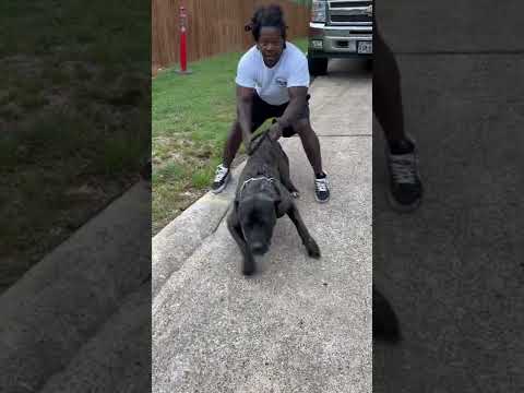 A Perfect Circle. Presa Canario, the ultimate protector