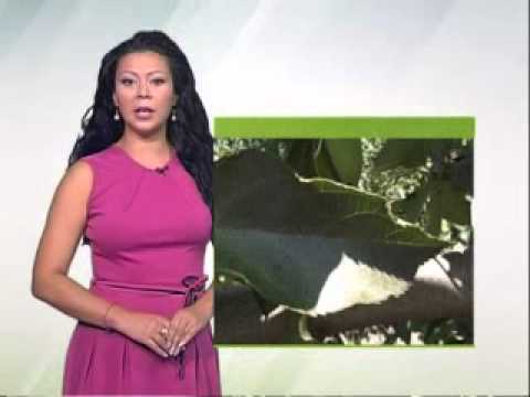 Zelena prognoza 13.8.2014. - Stanje u zasadima jabuke