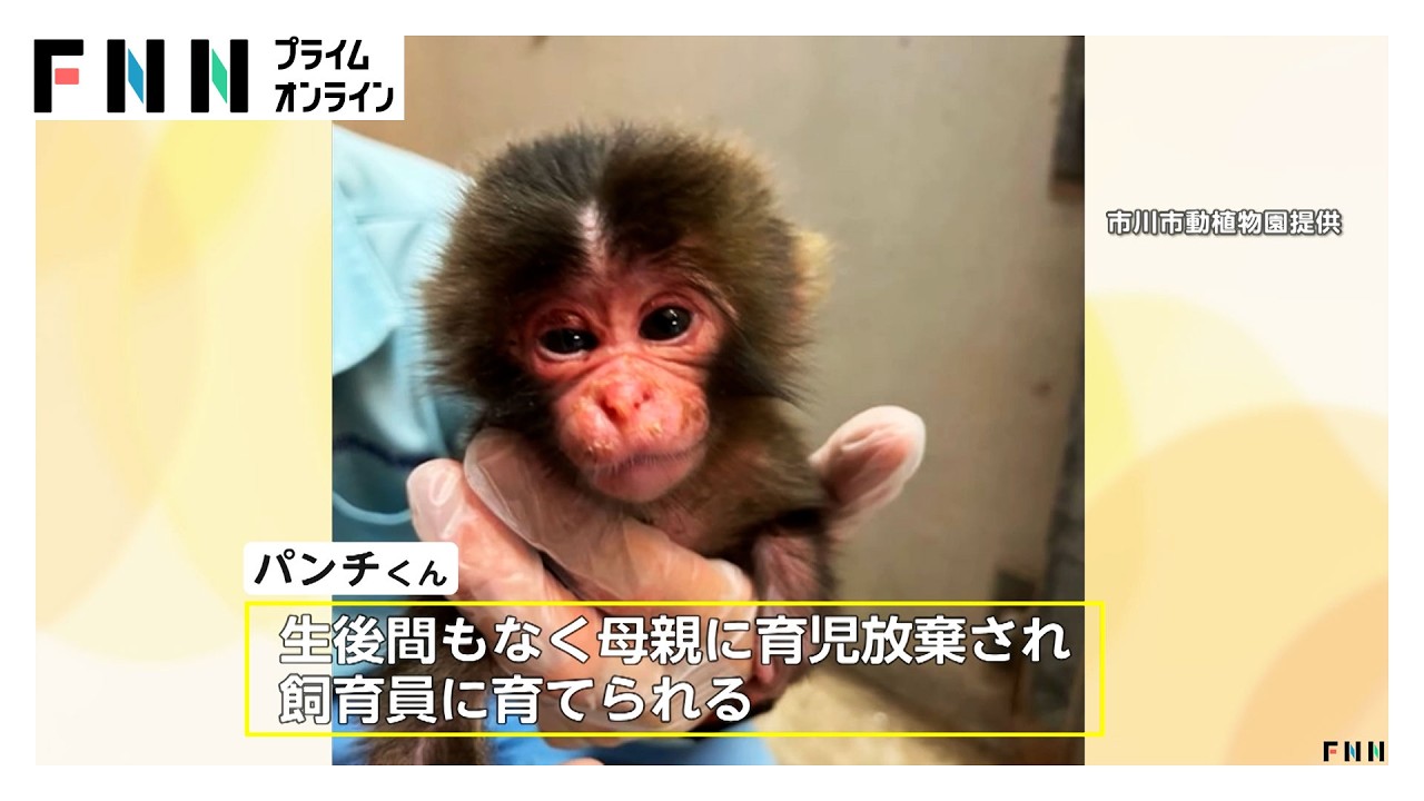 パンチくん人気の裏で“偽アカウント”被害拡大 飼育員装い実際の動画を無断使用、寄付金サイトへ誘導 動植物園「だまされないで」（2026年03月06日）