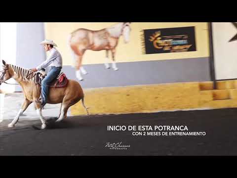 Cuco Raya montando a THUG WIFE “La Mony “ 2 meses de entrenamiento propiedad de “Rancho Los Nogales”