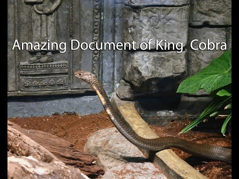 Amazing Documentary of King Cobra​ | The most dangerous snake in the world
