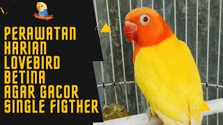 Download lagu 8 Cara PERAWATAN HARIAN Lovebird Betina Agar GACOR SINGLE FIGHTER mp3 Download lagu 8 Cara PERAWATAN HARIAN Lovebird Betina Agar GACOR SINGLE FIGHTER mp3