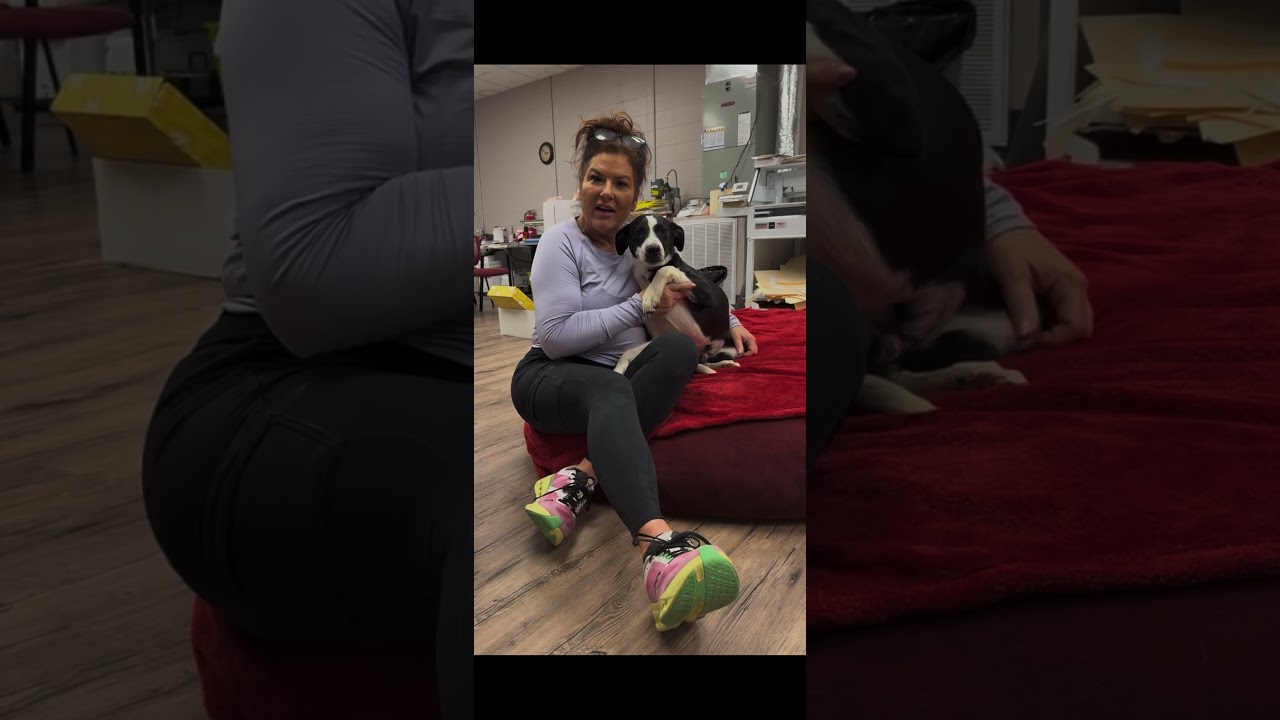 Enlarge Bandit, a ADOPTABLE mixed breed in Warwick, RI video 5/5