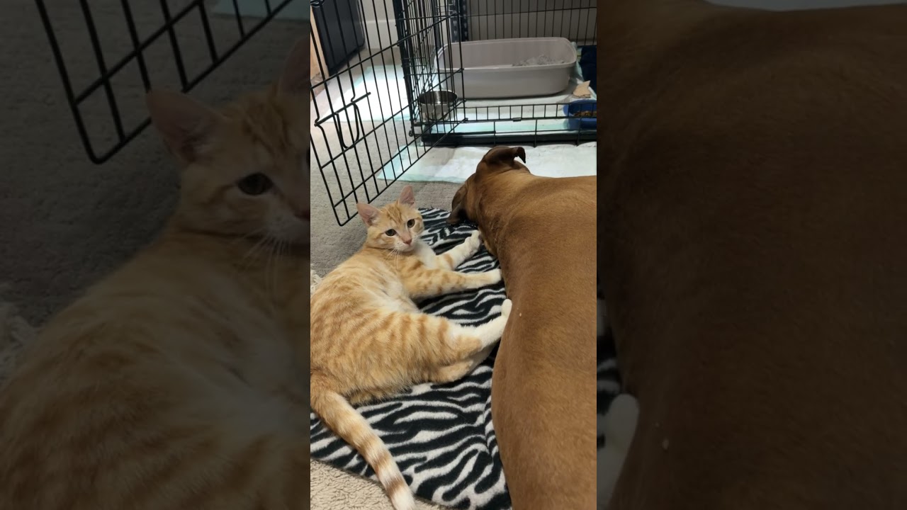 Enlarge Domino Bell, a Adoptable Domestic Short Hair in Denver, CO video 5/5