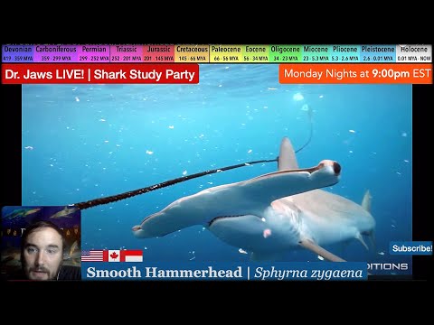 Dr. Jaws LIVE! #87 Smooth Hammerhead Study Party
