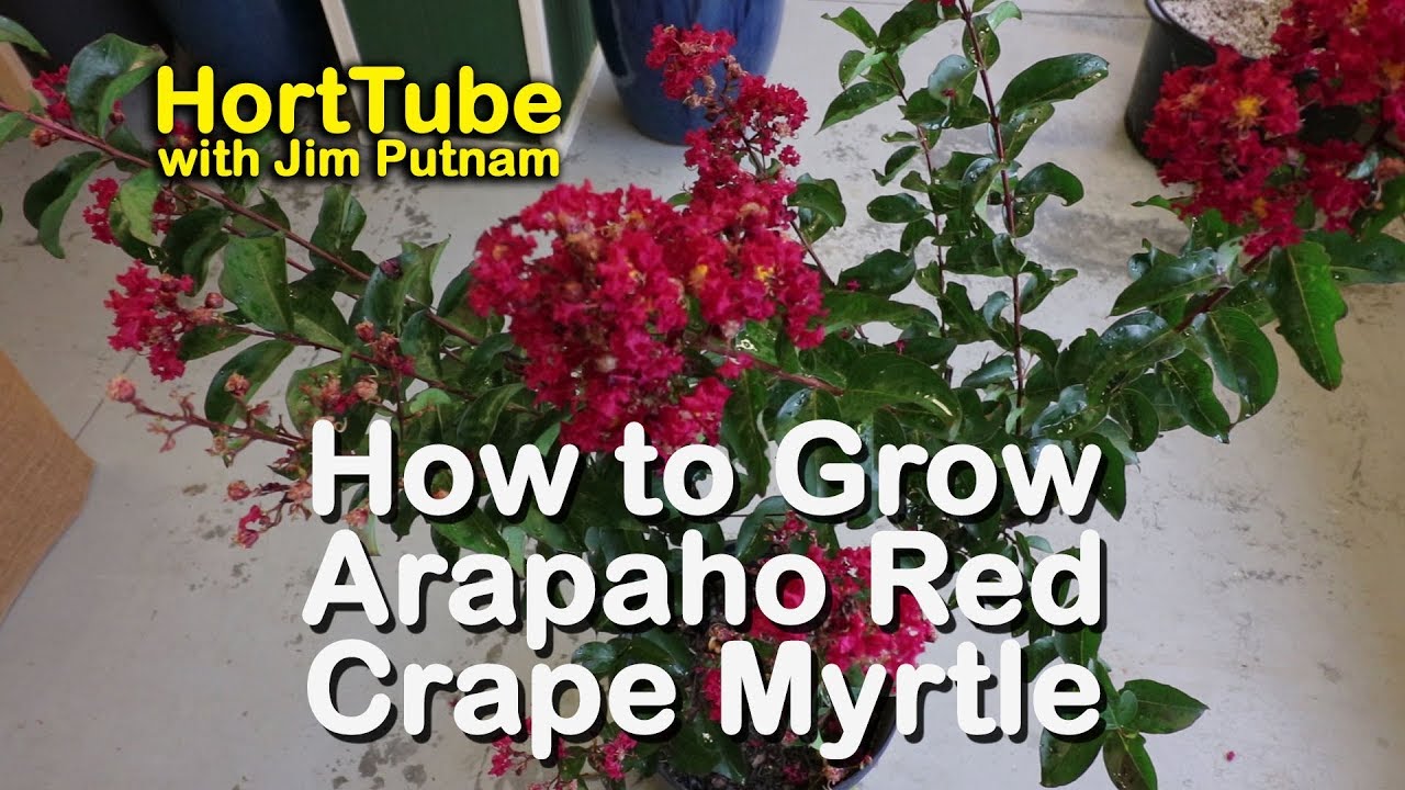 How to grow Arapaho Crape Myrtle - All Summer Red Flowering Tree