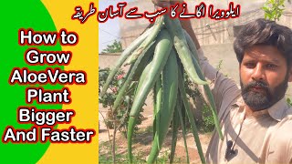 How To Grow Aloe vera Plant At Home Fast || Secret Tips to Grow Aloevera Very Very Big || Amazing 😲