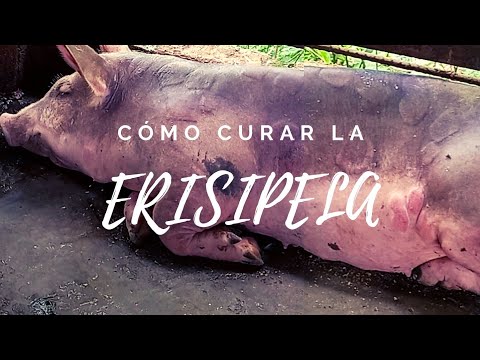 , title : 'ERISIPELA porcina 🐷 | causas, síntomas, tratamiento, recomendaciones 👩🏻‍🌾 | Mi Proyecto Porcino'