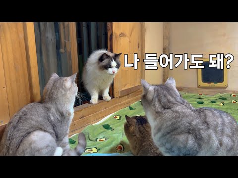 산골짜기 터줏대감 고양이들이 살고 있는 따뜻한 온돌방에 새 친구가 방문했어요.