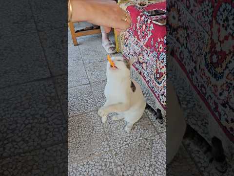 cuddly cat# meow meow# viral short$