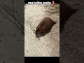 busy beaver 🦫#beavers #shorts #animals