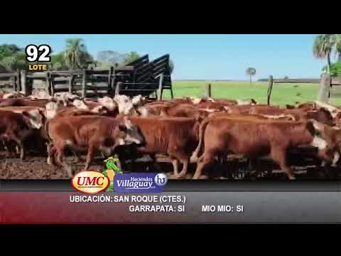Lote 80 Terneras en San Roque, Corrientes