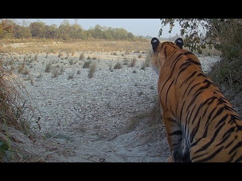 Burhan Safari Experience | Burhan Wilderness Camps | Bardiya | Nepal