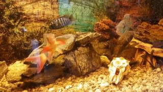 Love Devotion Feeling Emotion