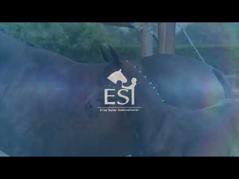 07. CHIARA, filly by Charthago Blue OLD x Cornet's Prinz x Levantos www.esi.auction