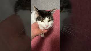 起床してきた猫【ノル猫ミロシー】 #shorts