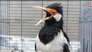 Download lagu Pancingan Jalak Suren Gacor Mompa Full Variasi - Masteran Suara Burung Jalak Gacor Full Isian Mewah mp3