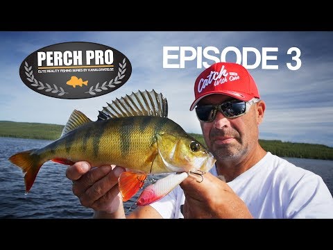 PERCH PRO 5 - Episode 3 - The Topwater War (with French & German subtitles)