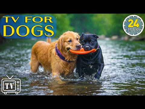 24/7 Dog TV: Best Fun & Calming Music for Dogs to Prevent Boredom & Anxiety with Videos for Dogs
