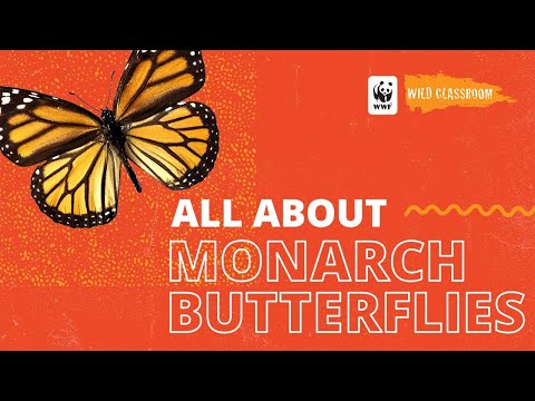 All About Monarch Butterflies