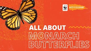All About Monarch Butterflies