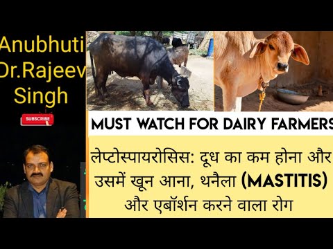 , title : 'leptospirosis/लेप्टोस्पायरोसिस: दुधारू पशुओं में दूध कम होने,थनैला और एबॉर्शन होने का कारण एवं उपचार'