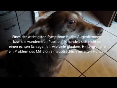 Prostata-Fahrrad Prostata-Laser-Therapie Preis