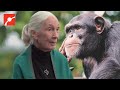 Why Chimpanzees Dr Jane Goodall Story